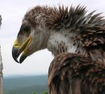 Откраднаха царско орле на 40 дни от гнездото му