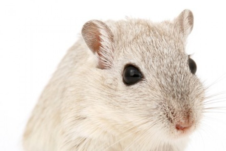 В рамките на експерименти с мишки учени идентифицираха молекула чието