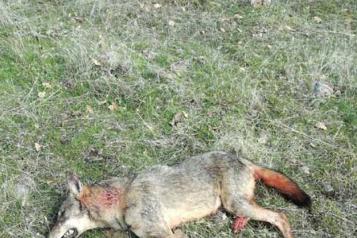 Убития в този ден глиган пети за сезона авджиите приеха