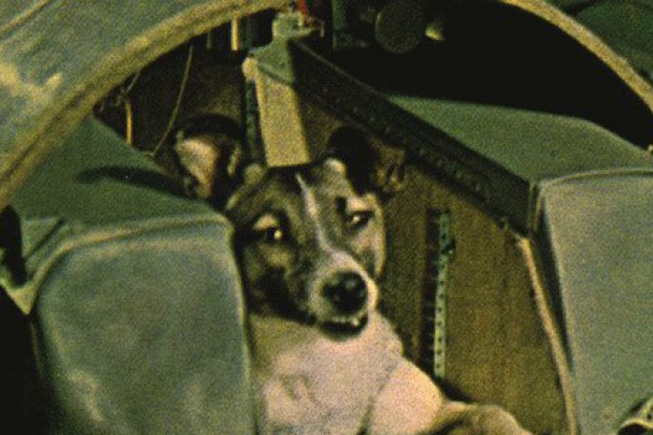 Лайка стана първото живо същество което напусна пределите на Земята