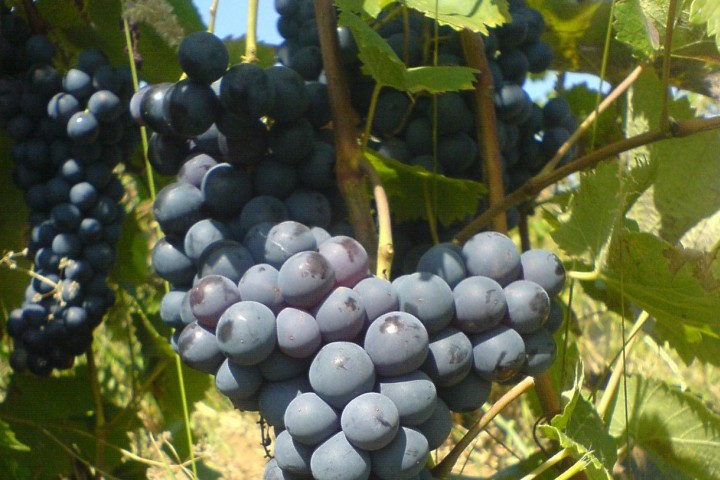 Сортът Гъмза е разпространен не само у нас Синоними на