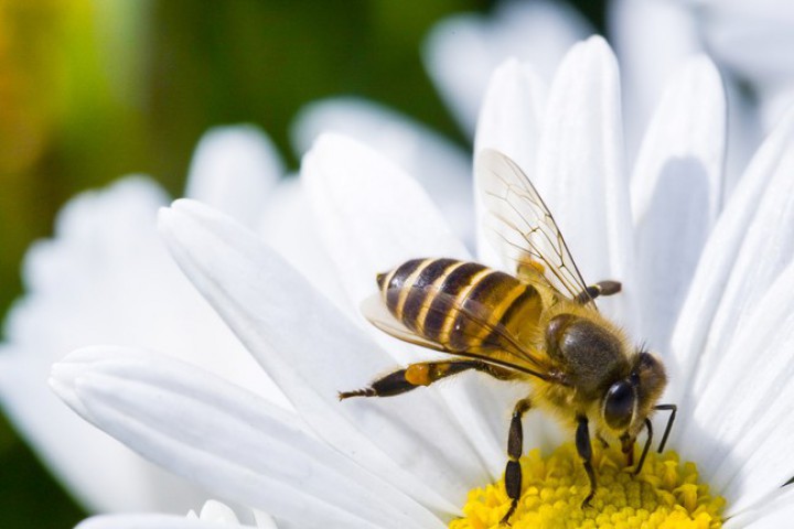 Имайки предвид че през последните години популацията на медоносната пчела
