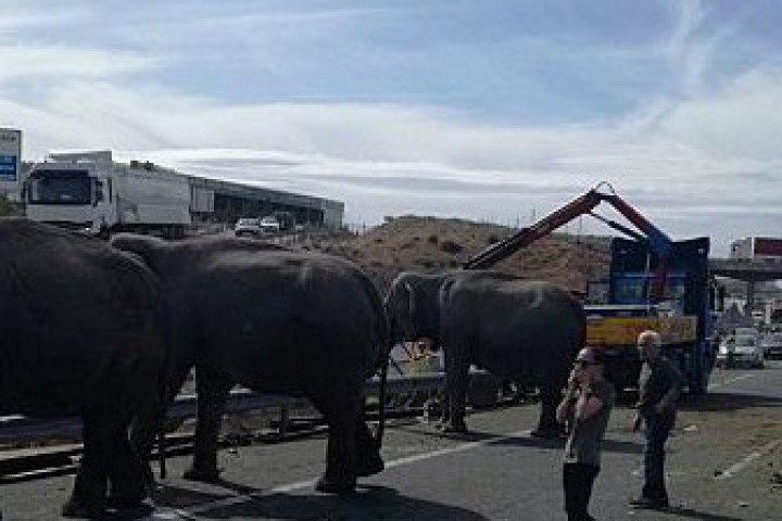 Едно от животните е починало от нараняванията си а две
